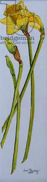 Thewsey, Joa: Quattro steli di narciso 2011