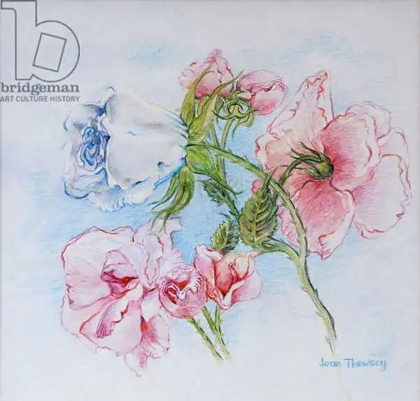 Thewsey, Joa: Rose del mattino 2002