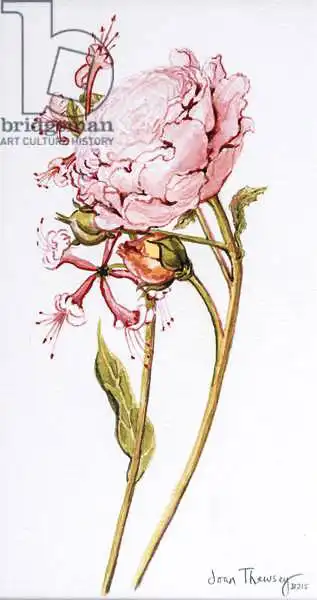 Thewsey, Joa: Rosa Rosa, Abraham Derby con Caprifoglio