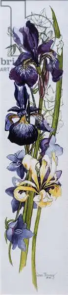 Thewsey, Joa: Purple and Yellow Irises with White and Mauve Campanulas