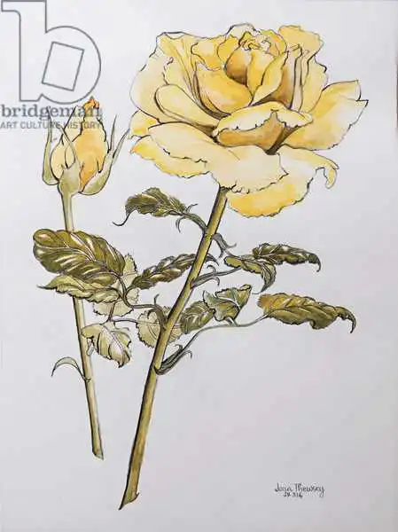 Thewsey, Joa: Rosa Amarilla con Hojas con Budpencil y