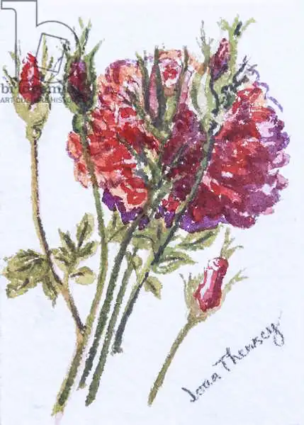 Thewsey, Joa: Little Red Roses