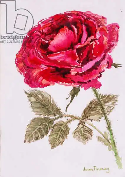 Thewsey, Joa: Una rosa rossa