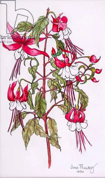 Thewsey, Joa: Fuchsias