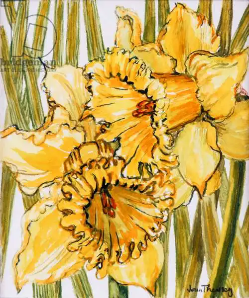 Thewsey, Joa: Due narcisi