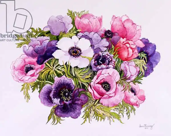 Thewsey, Joa: Anemoni