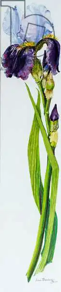 Thewsey, Joa: Iris con tre boccioli