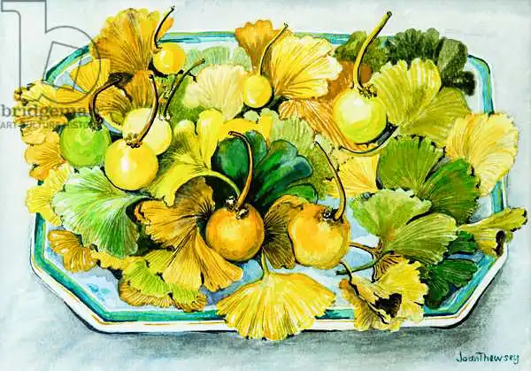Thewsey, Joa: Ginkgo,fruit and Leaves