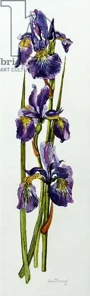 Thewsey, Joa: Three Irises with Leaves