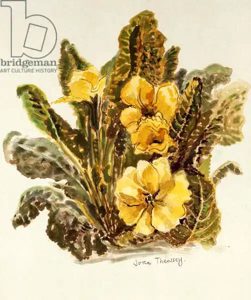 Thewsey, Joa: Primrose