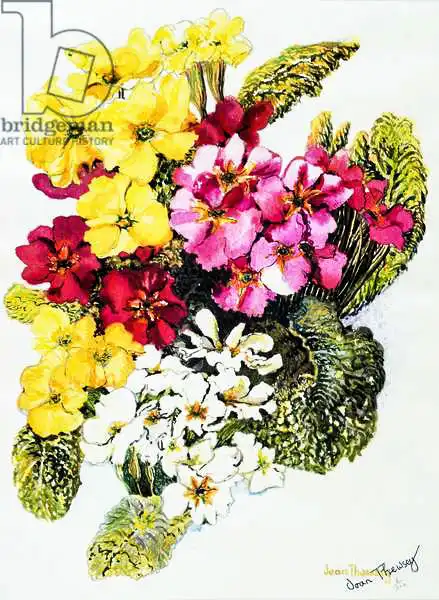 Thewsey, Joa: Primule, bianche, gialle, rosa e rosse