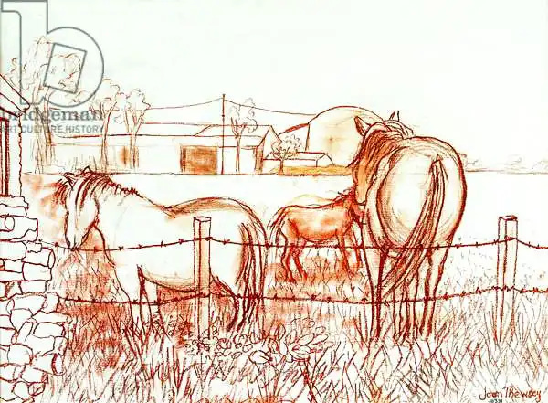 Thewsey, Joa: Serenata, Janie e un asino nel prato, 2000, (Conte` di terracotta)
