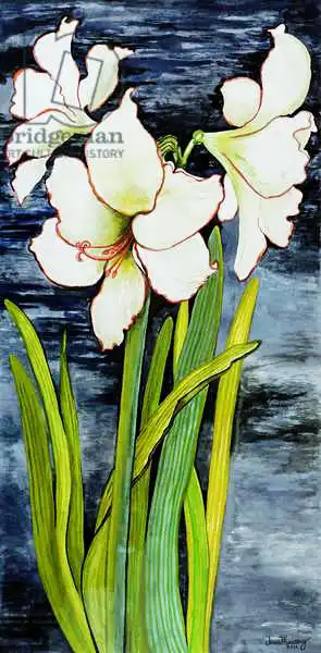 Thewsey, Joa: Amaryllis against a night sky