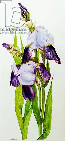 Thewsey, Joa: Iris malva e viola con due boccioli