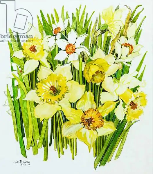 Thewsey, Joa: Narcisos