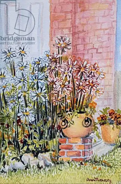 Thewsey, Joa: Marguerites en el jardín de Cottage