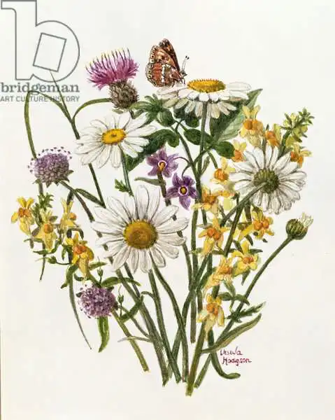 Hodgson, Ursula: Knapweed, margherita dall