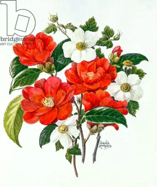 Hodgson, Ursula: Camelia Adolf Audusson