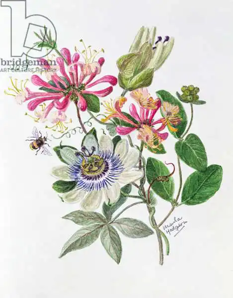 Hodgson, Ursula: Caprifoglio e Passiflora
