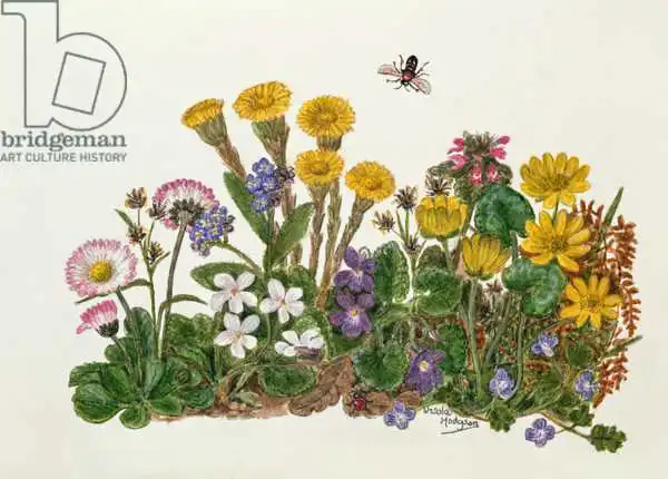 Hodgson, Ursula: Violette viola e bianche, margherite, celidonia e nontiscordardime