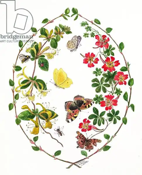 Hodgson, Ursula: Tropeolium e Lonicera