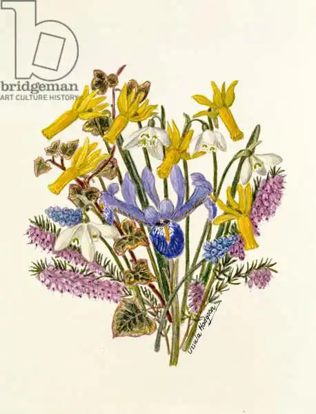 Hodgson, Ursula: Bucaneve, Narciso Ciclamino, Iris Reticulata e Giacinto d