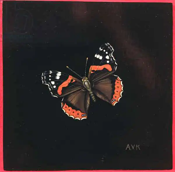 Kleiser, Amelia: Red Admiral butterfly