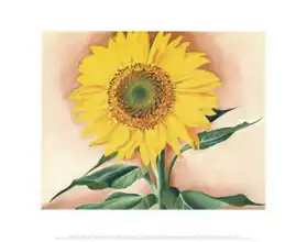 Keeffe, Georgia: A Sunflower from Maggie