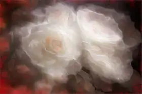 Claes, Gilbert: Bianco Appassionato