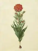 Holtzbecher, Johannes: Tulipa gesneriana