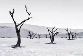 Zheng, Michael: Deadvlei