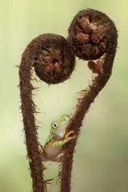 Lester, D Linda: Jaro je ve vzduchu s Lemur rosnička