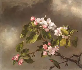 Heade, Martin Johnson: Kolibřík a květy jabloní