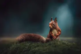 Horst, ter Gert: Zrzavá veverka