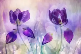 Lee, van Hilda: Dvojitá fialová