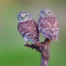 Manusevich, David: Malé sovy