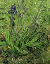 Gogh, Vincent van: Kosatce