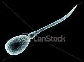 Neznámý: Spermie s vajíčkem