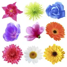 Neznámý: Květiny různých tvarů a barev