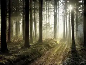 Neznámý: Les za soumraku