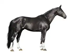 Neznámý: Černý kůň