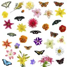 Neznámý: Motýli a květiny na bílém pozadí