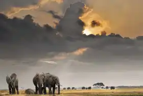 Neznámý: Africké slunce se slony