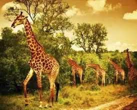 Neznámý: Žirafy