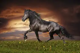 Neznámý: Černý fríský kůň v klusu