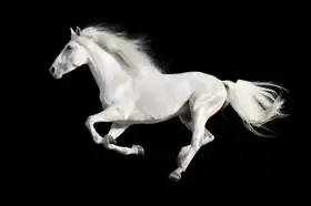 Neznámý: Bílý andaluský kůň