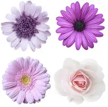 Neznámý: Koláž s fialovými květy