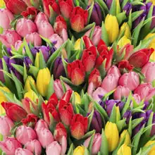 Neznámý: Kytice tulipánů