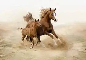 Neznámý: Čistokrevní arabští koně
