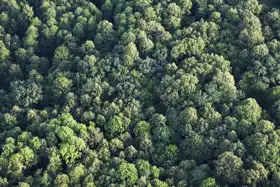 Neznámý: Letecký pohled na les